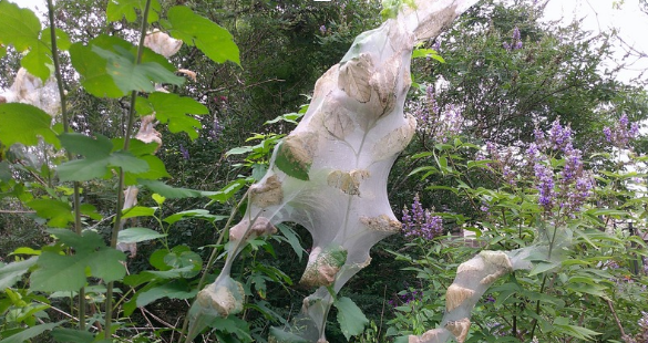 How Do I Get Rid of Fall Webworms - The Twisted Tendril